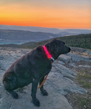 Rocky Mountain Dog - LED Dog Safety Collar