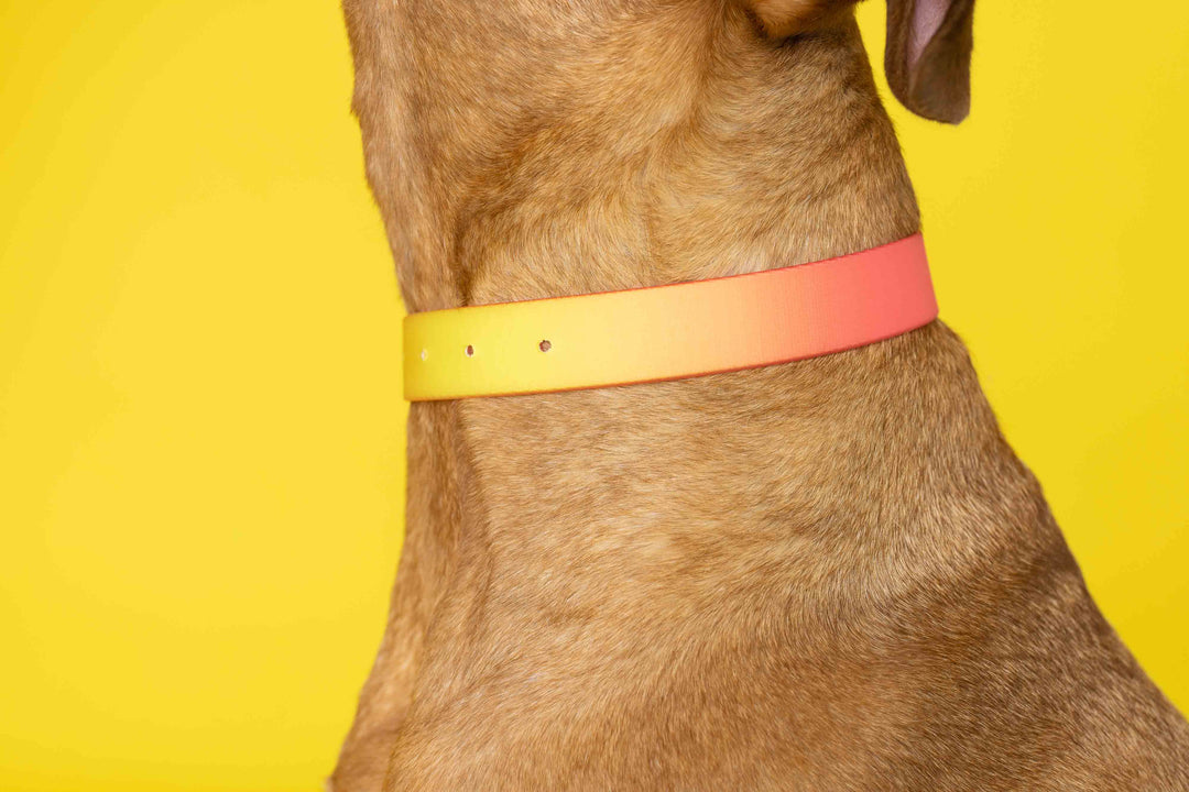 Waterproof Dog Collar - Katelin