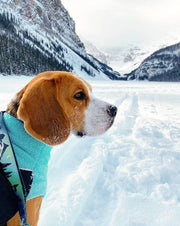 Rocky Mountain Dog - Canmore All-Mountain Dog Leash