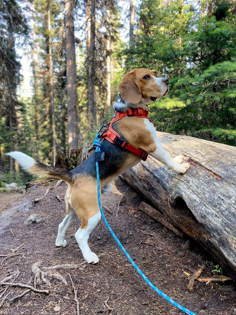 Rocky Mountain Dog - Moraine Dog Rope Leash
