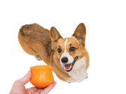 WestPaw Toppl Puzzle Treat-Dispensing Slow Feeder Dog Toy