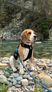 Rocky Mountain Dog - Moraine Dog Rope Leash