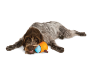 WestPaw Toppl Puzzle Treat-Dispensing Slow Feeder Dog Toy