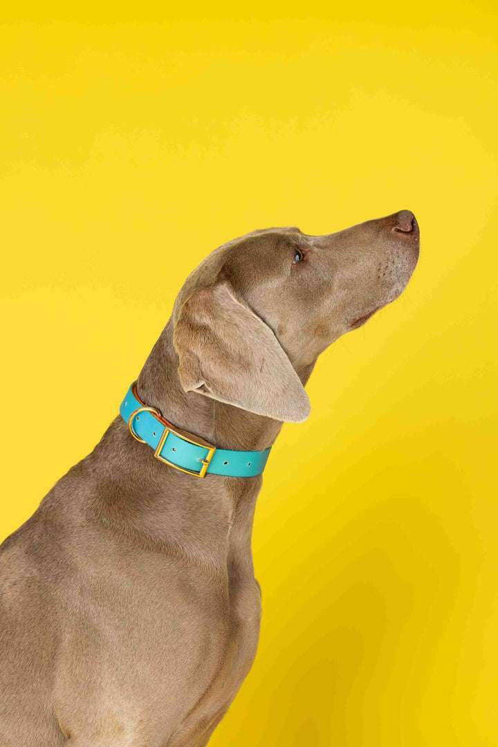 Waterproof Dog Collar - Pippa