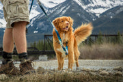 Rocky Mountain Dog - Canmore All-Mountain Dog Leash