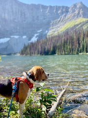 Rocky Mountain Dog - Moraine Dog Rope Leash