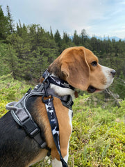 Rocky Mountain Dog - Grizzly Alpine Dog Collar