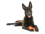 Hurley® Dog Toy for Chew, and Fetch