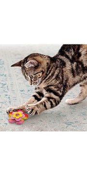 Kong Crackles Bloomz 2-pack - BlackPaw - For Every Adventure