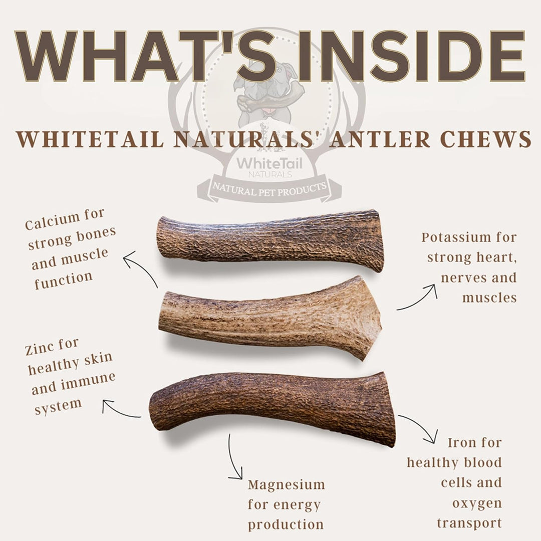 WhiteTails Naturals Large Burr Antler Single