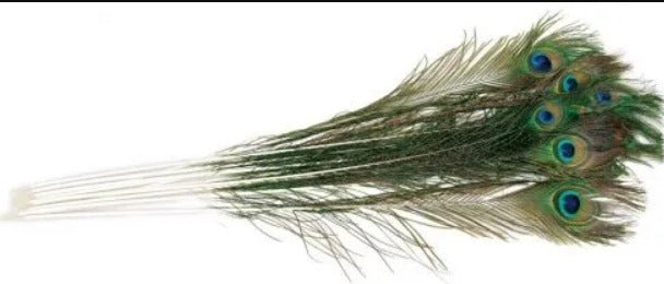 Peacock Feather - BlackPaw