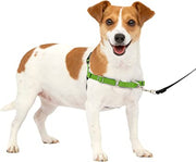 PetSafe Easy Walk Harness Apple - BlackPaw - For Every Adventure