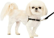PetSafe Easy Walk Harness Black - BlackPaw - For Every Adventure