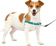 PetSafe Easy Walk Harness Teal - BlackPaw - For Every Adventure